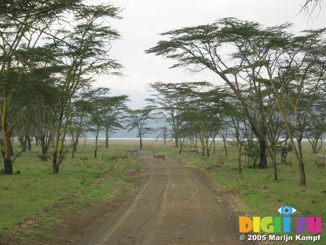 14465 Zebra crossing the road